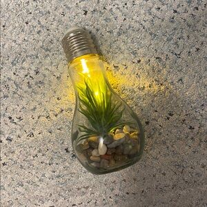 Glass Light Bulb Terrarium with Green Plant and Pebbles